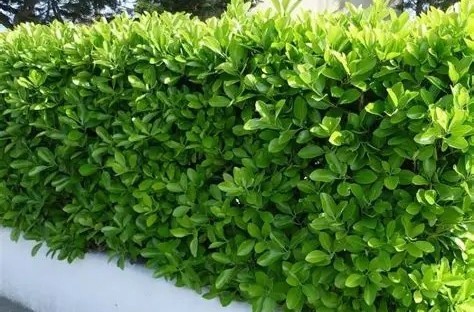 Euonymus japonicus 'Compacta' – Japán kecskerágó K1,5