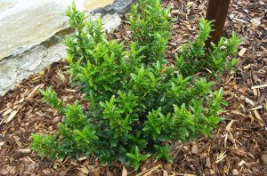 Euonymus japonicus 'Microphyllus' fajták – Japán kecskerágó csp12