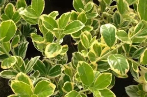 Euonymus japonicus 'President Gauthier' - Japán kecskerágó K1,5