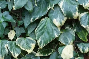 Hedera colchica ‘Dentata Variegata’ – Borostyán csp12