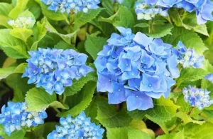 Hydrangea macr. 'Little sp' - Hortenzia K3