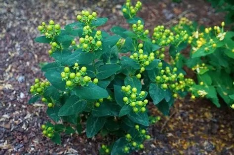 Hypericum in. 'Miracle Pistache' – Orbáncfű K2