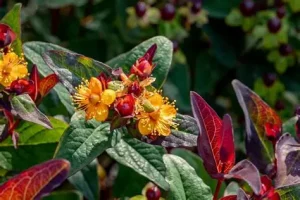 Hypericum x inodorum 'Miracle Night' - Szagtalan orbáncfű K2