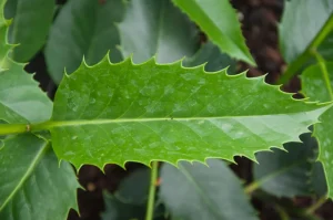 Ilex castaneifolia – Gesztenyelevelű magyal K2