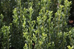 Ilex crenata 'Fastigiata' – Csipkéslevelű oszlopos magyal K2
