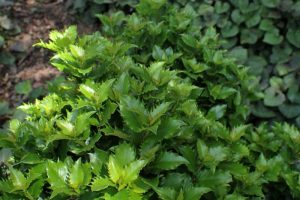 Ilex meserveae 'Little Rascal' – Törpe magyal K2