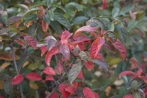 Viburnum odoratissimum 'Coppertop' - Korallbangita K2