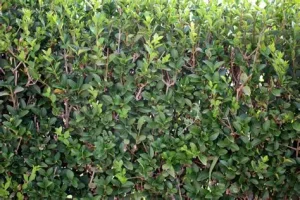 Ligustrum ovalifolium 'Argenteum' - Fehértarka fagyal 10x10