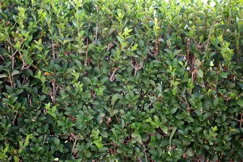 Ligustrum ovalifolium 'Argenteum' - Fehértarka fagyal 10x10
