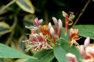 Lonicera henryi - Borostáslevelű lonc K2