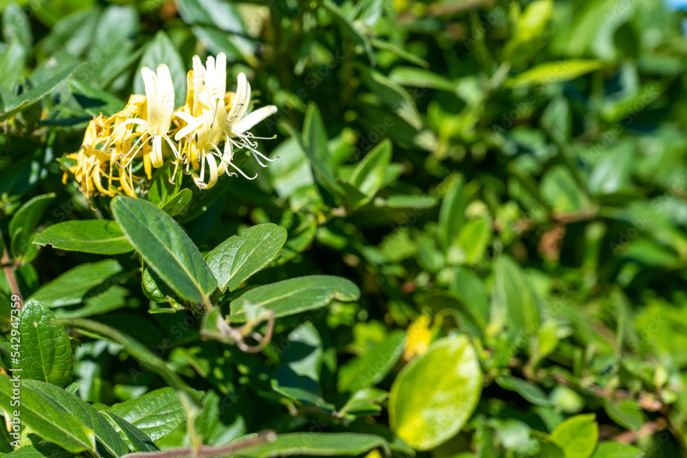Lonicera japonica 'Mint Crisp' – Örökzöld japán kúszólonc K2