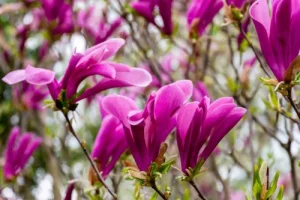 Magnolia Susan - Nagyvirágú Liliomfa K2