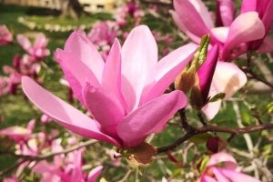 Magnolia loeb. 'Betty' - Bíborrózsaszín liliomfa K2