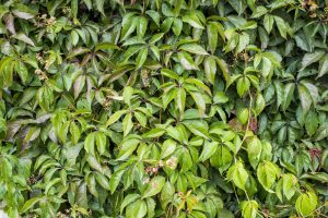 Parthenocissus quinquefolia – Kacsos vadszőlő K 2,5