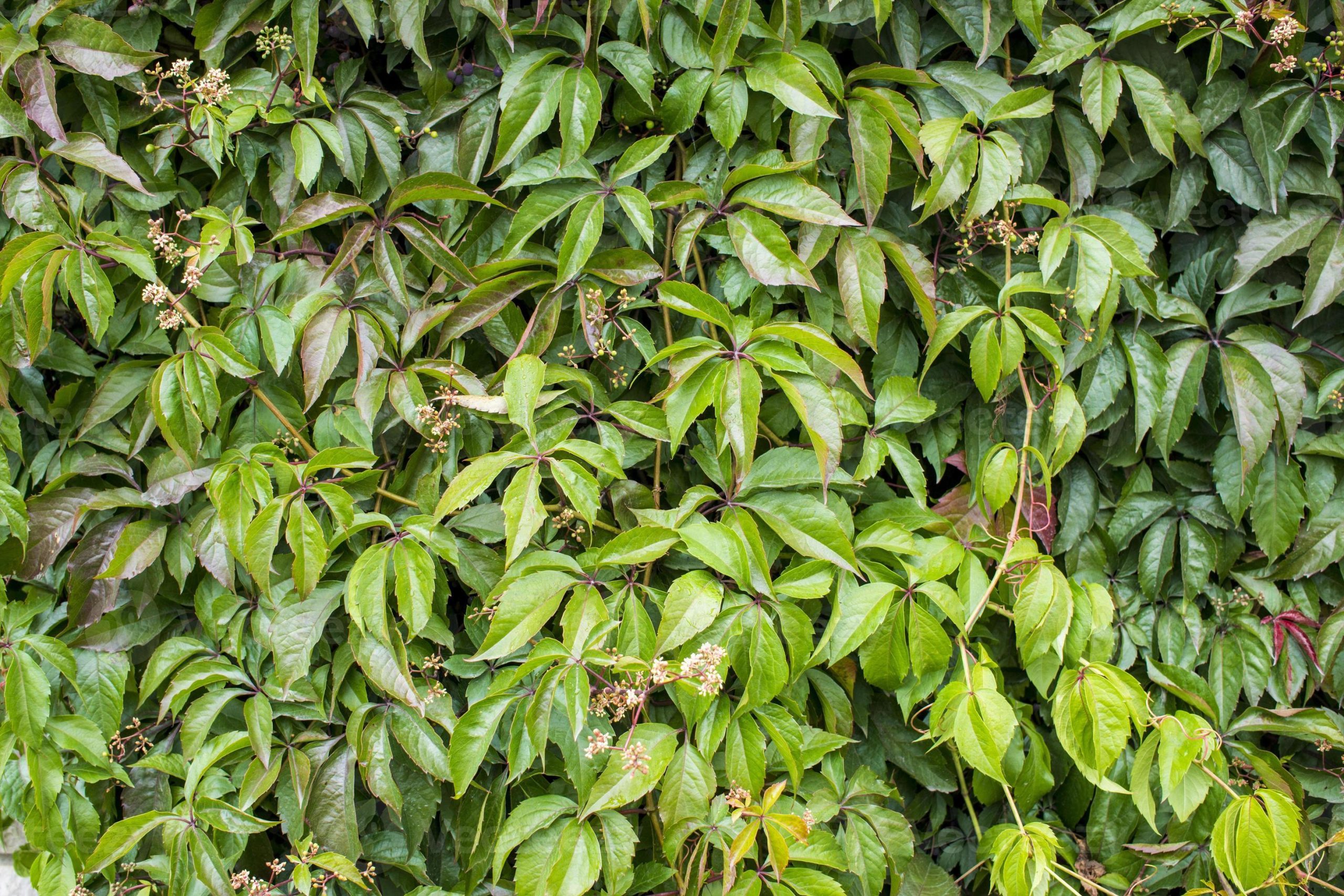 Parthenocissus quinquefolia – Kacsos vadszőlő K 2,5