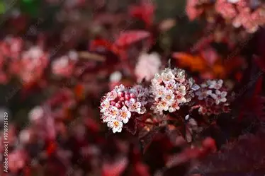 Physocarpus opulifolius 'Little Angel' – Bangitalevelű hólyagvessző K3