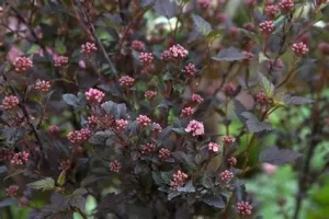 Physocarpus opulifolius 'Little Devil' – Bangitalevelű hólyagvessző K2