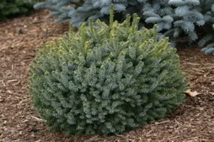 Picea omorika 'Karel' – Törpe szerb lucfenyő K2