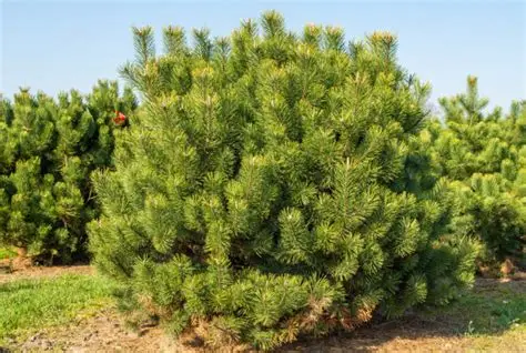 Pinus mugo uncinata – Kampósfenyő K2