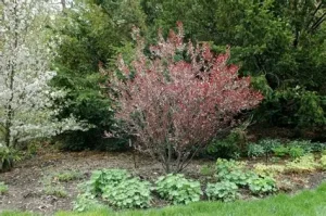 Prunus cistena - Törpe vérszilva K2
