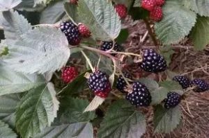 Rubus fruticosus 'Black Satin' - Szeder K2