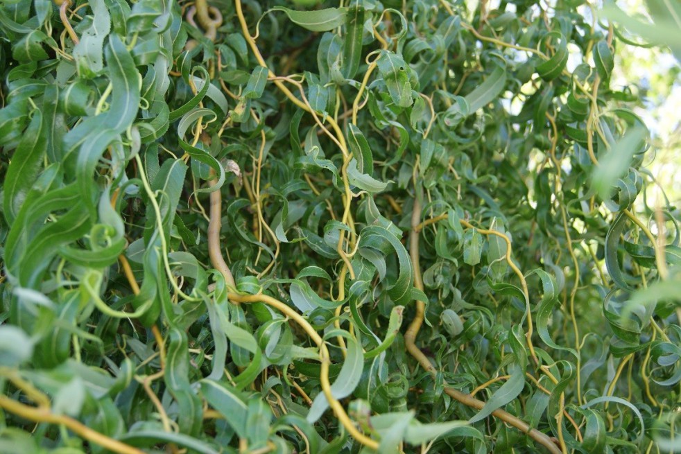 Salix erythroflexuosa - Csavart és csüngő fűz 200/+ K7