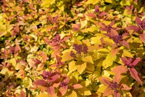Spiraea japonica 'Golden Big Bang' - Japán gyöngyvessző K2