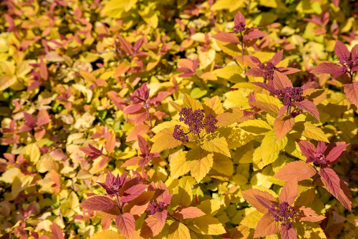 Spiraea japonica 'Golden Big Bang' - Japán gyöngyvessző K2
