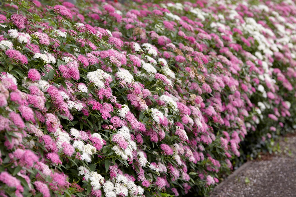 Spiraea bumalda 'Shirobana' – Japán gyöngyvessző K2