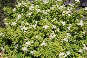 Spiraea nipponica 'Darts White Pearl' – Nipponi gyöngyvessző K2