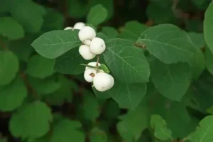 Symphoricarpos albus – Fehér Hóbogyó K2
