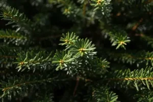 Taxus baccata 'David' – Arany oszlopos tiszafa (porzós) K2