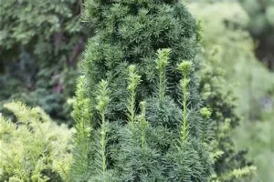 Taxus x media 'Stricta Viridis' – Tiszafa K2