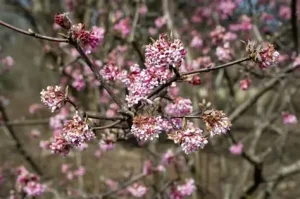 Viburnum bodnantense 'Dawn' – Kikeleti bangita K2