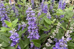 Vitex agnus-castus 'Magical Summertime Blue' – Illatos barátcserje K2