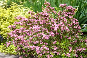 Weigela florida 'Geel' – Rózsalonc K3