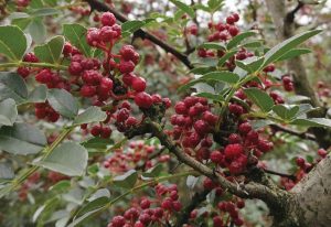 Zanthoxylum bungeanum – Szecsuáni bors K2