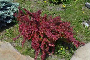 Berberis thunbergii 'Red Dream' – Japán borbolya K2