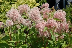 Ceanothus pallidus 'Perle Rose' – Táskavirág 40/60 K2
