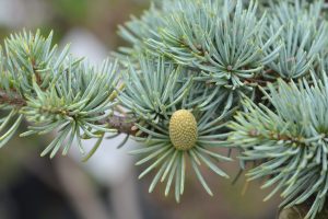 Cedrus atlantica - Kék atlasz cédrus 40/60 K2