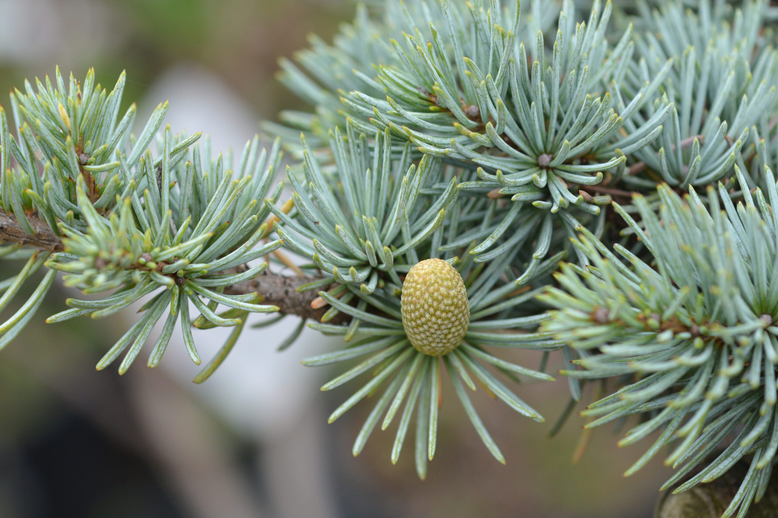 Cedrus atlantica - Kék atlasz cédrus 40/60 K2
