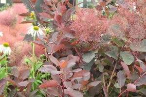 Cotinus coggygria 'Ruby Glow' – Cserszömörce 40/60 K2