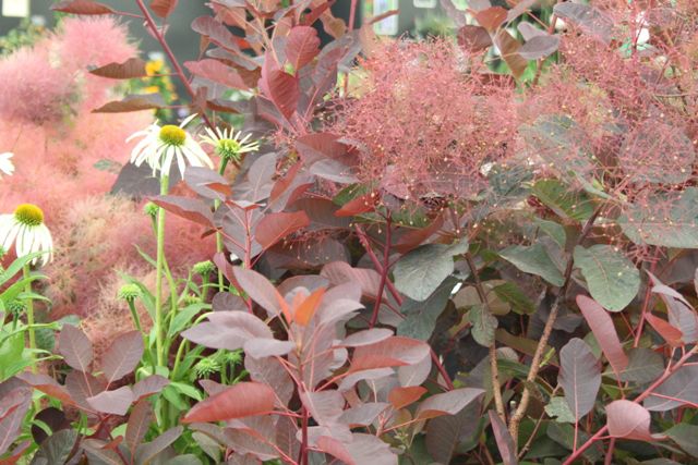 Cotinus coggygria 'Ruby Glow' – Cserszömörce 40/60 K2