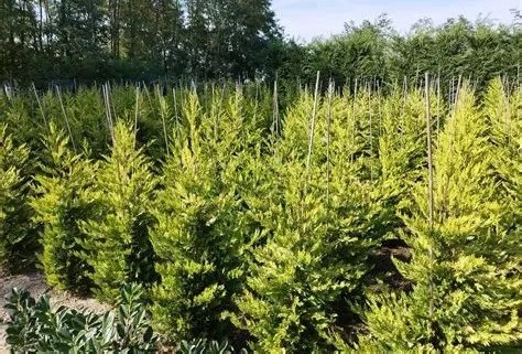 Cupressocyparis leylandii 'Robinsons Gold' – Leylandi ciprus 60/80 K3