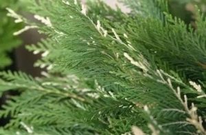 Cupressocyparis leylandii 'Silver Dust' – Leylandi ciprus 60/80 K3