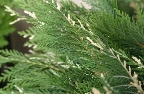 Cupressocyparis leylandii 'Silver Dust' – Leylandi ciprus 60/80 K3
