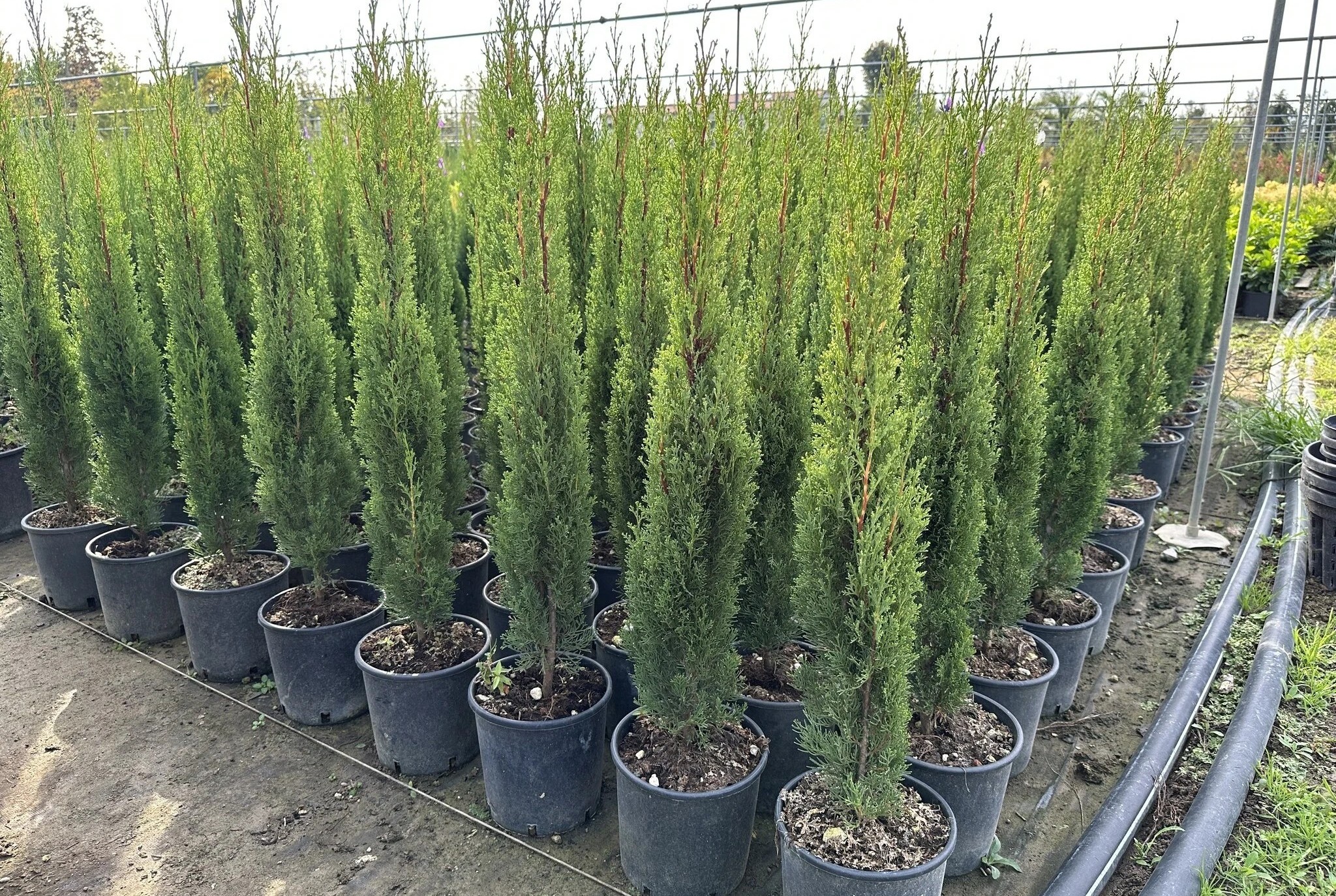 Cupressus sempervirens 'Totem' - karcsú európai ciprus 60/80 K3
