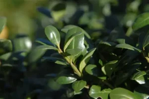 Ilex crenata 'Convexa'– Csipkéslevelű magyal K2