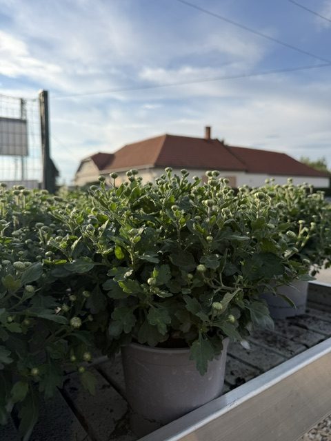 Chrysanthemum - Krizantém csp15