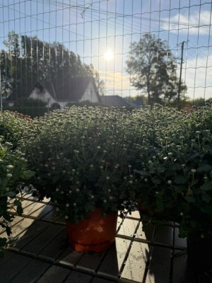 Chrysanthemum - Krizantém csp23